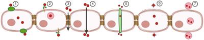 Advancements in strategies for overcoming the blood–brain barrier to deliver brain-targeted drugs